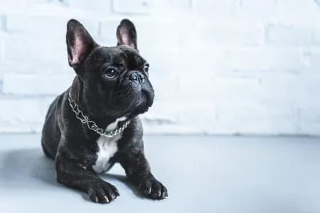 Kennel flooring